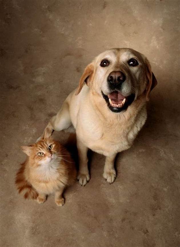 Cute Pets