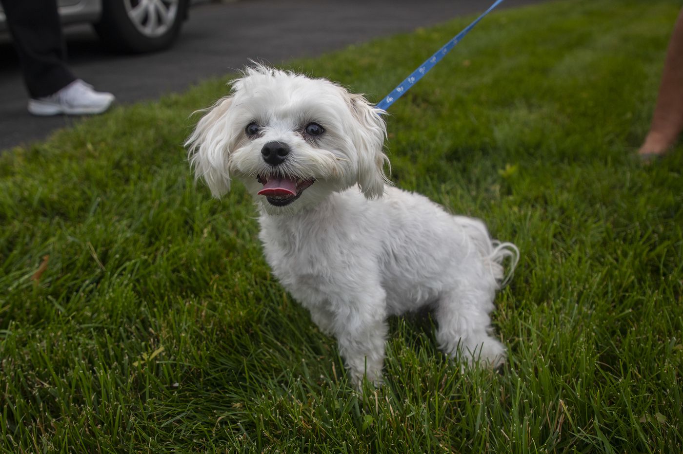 Bella the dog