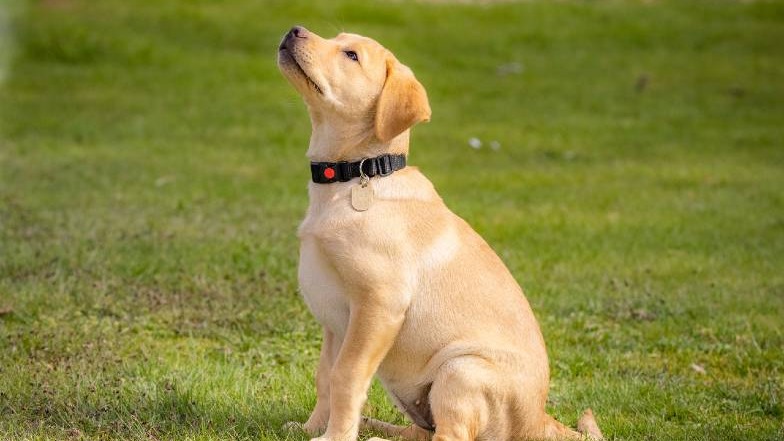 Charlie the dog