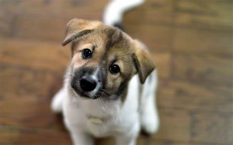 Daisy the dog