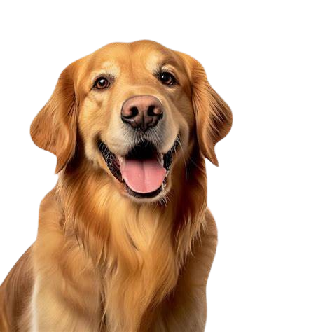 Happy Dog