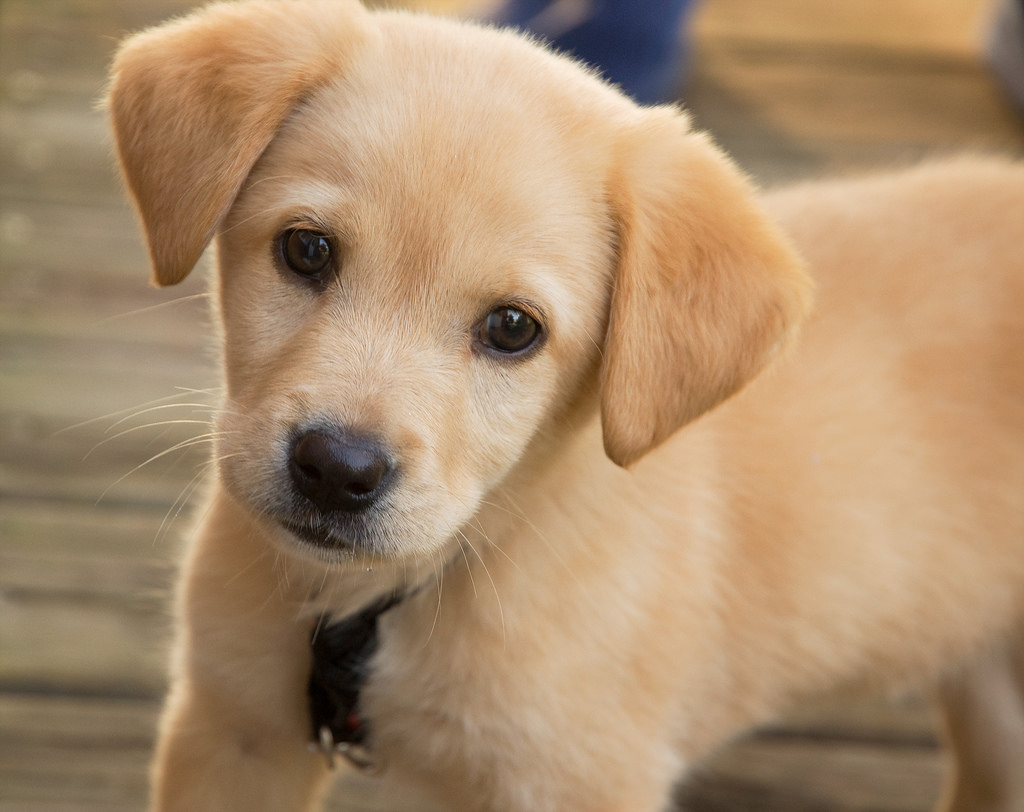 Max the dog