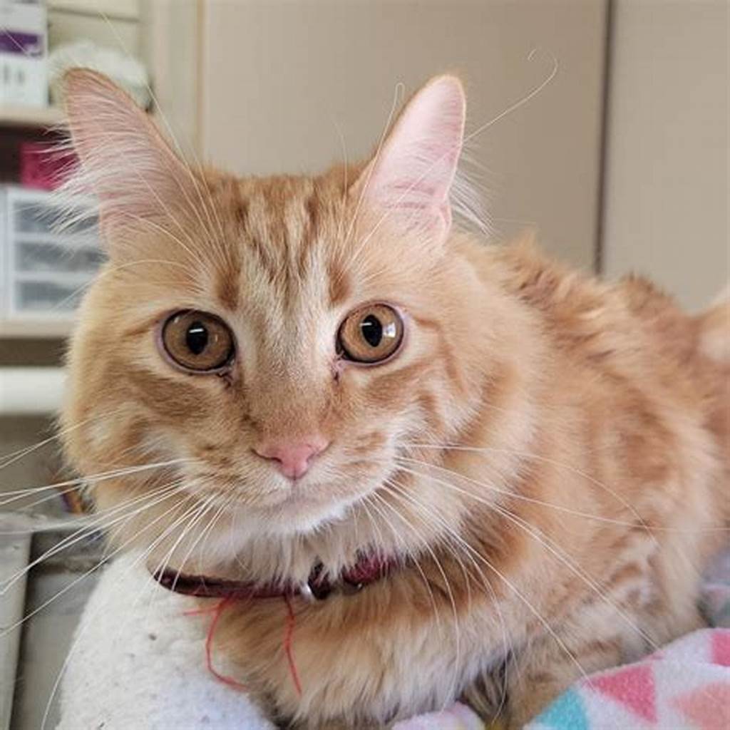 Milo the cat