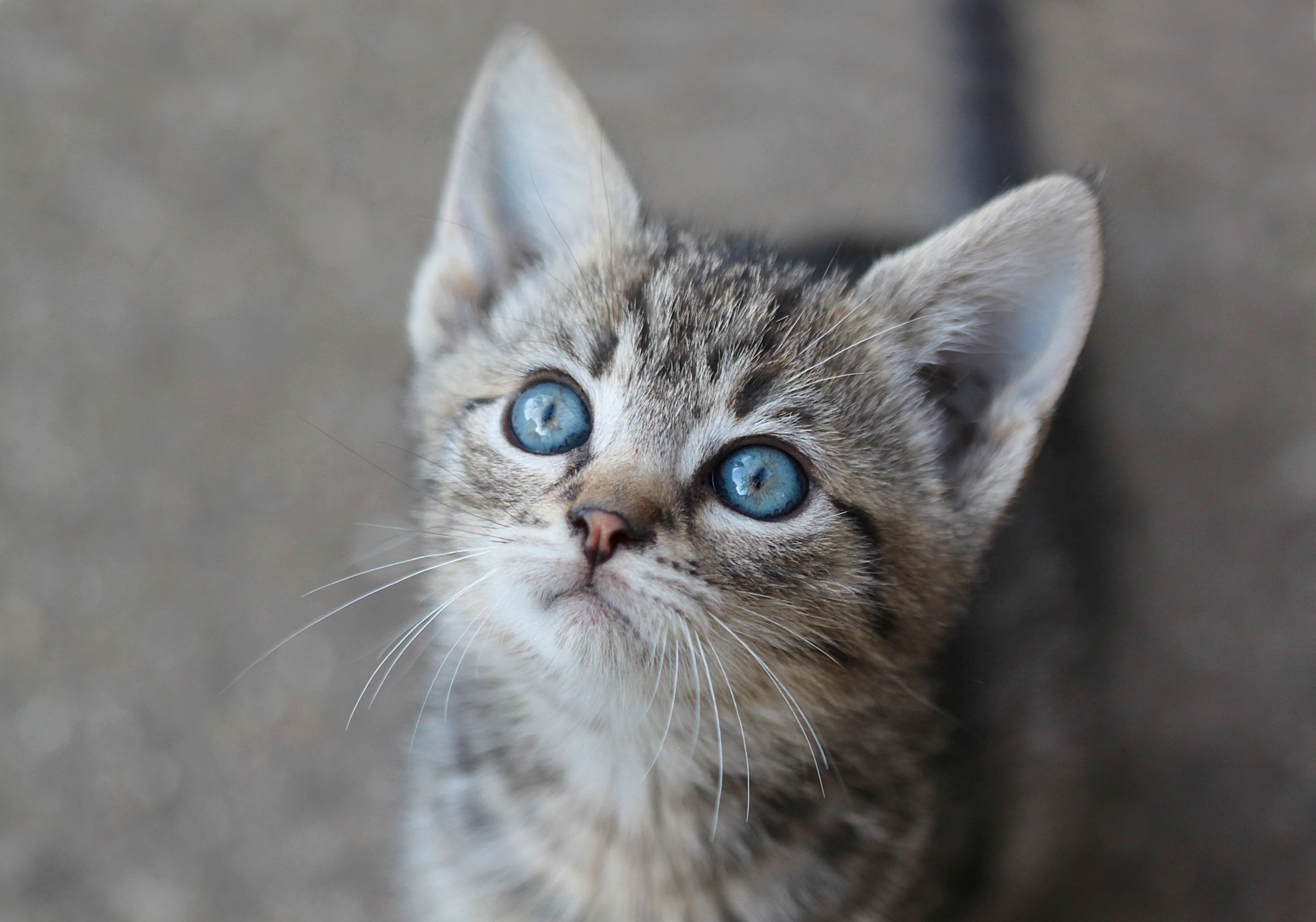 Nala the cat