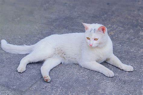Cleo the cat