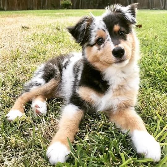 Rocky the dog